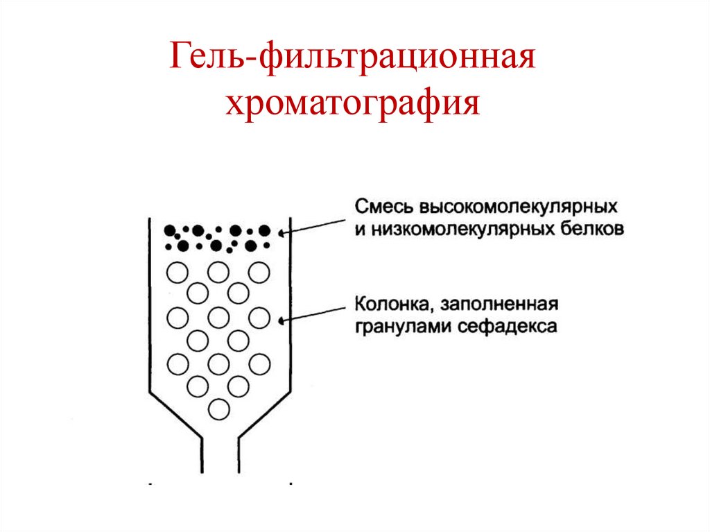 Гель-фильтрационная хроматография