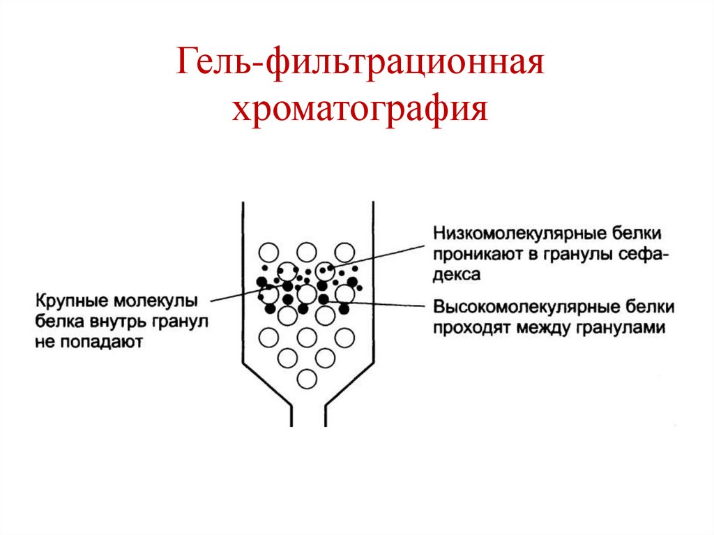 Гель-фильтрационная хроматография