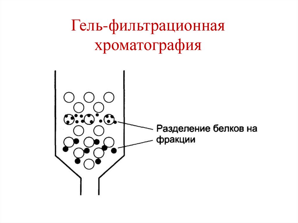 Гель-фильтрационная хроматография