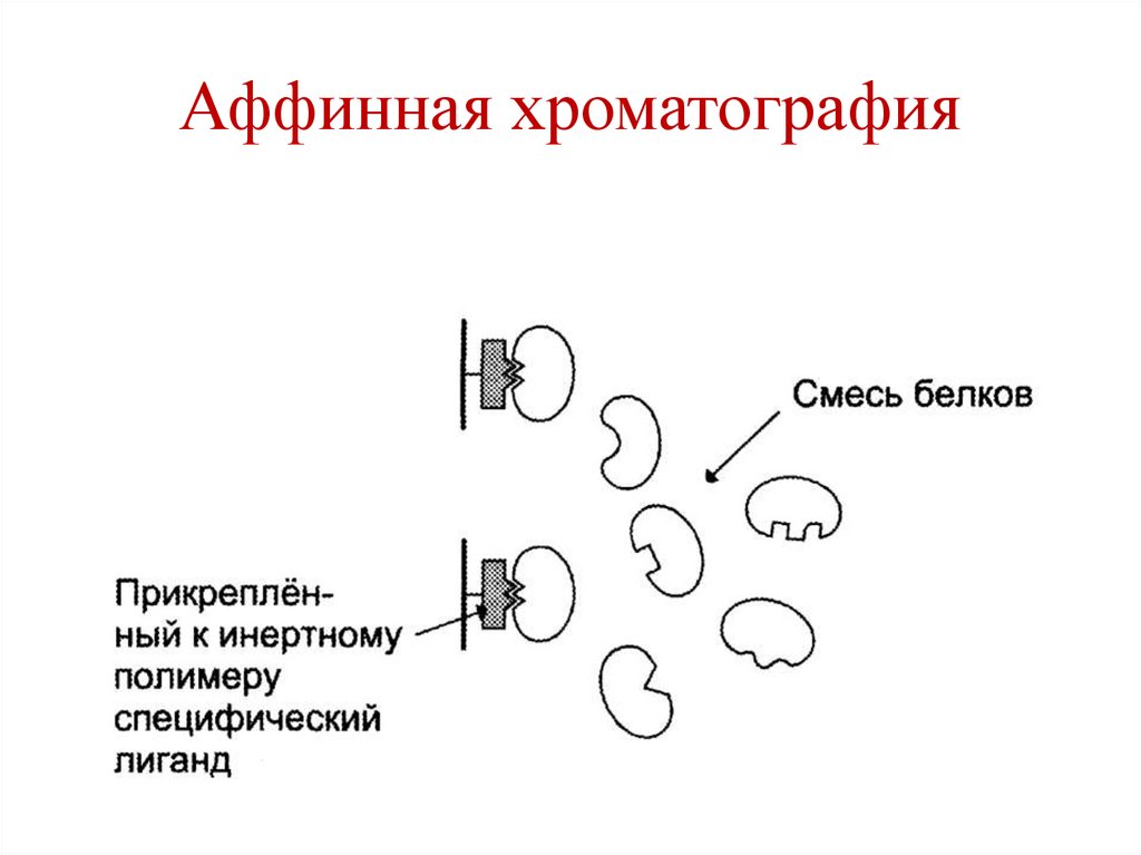 Аффинная хроматография
