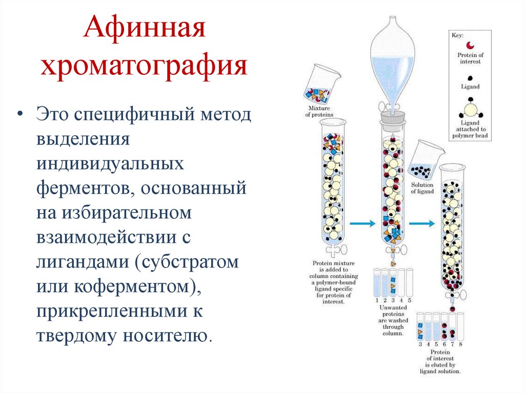 Афинная хроматография