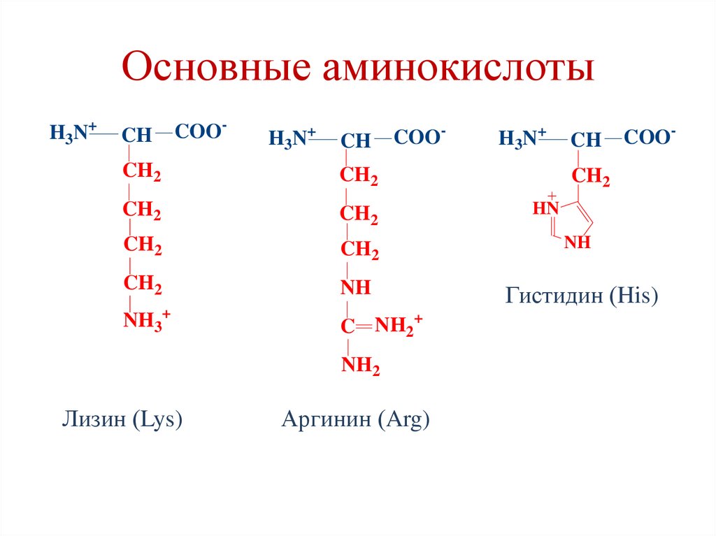 Основные аминокислоты