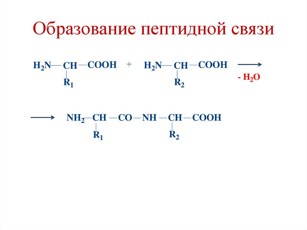 Образование пептидной связи