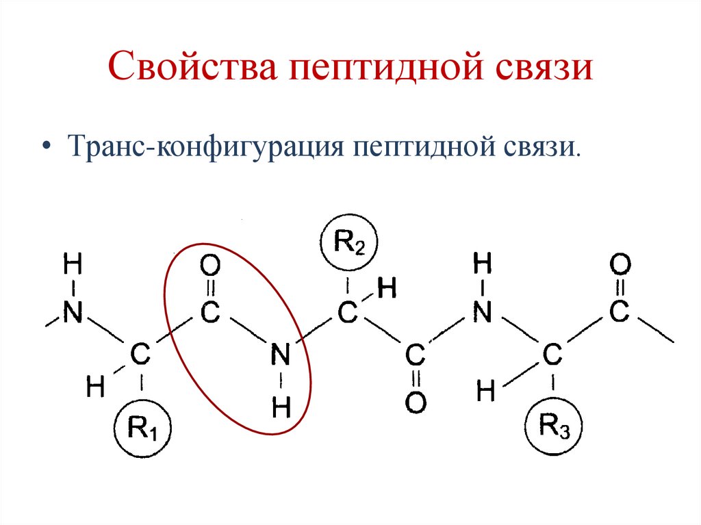 Свойства пептидной связи