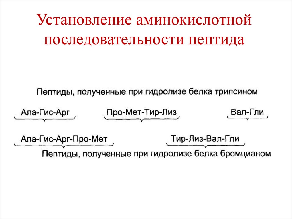 Установление аминокислотной последовательности пептида