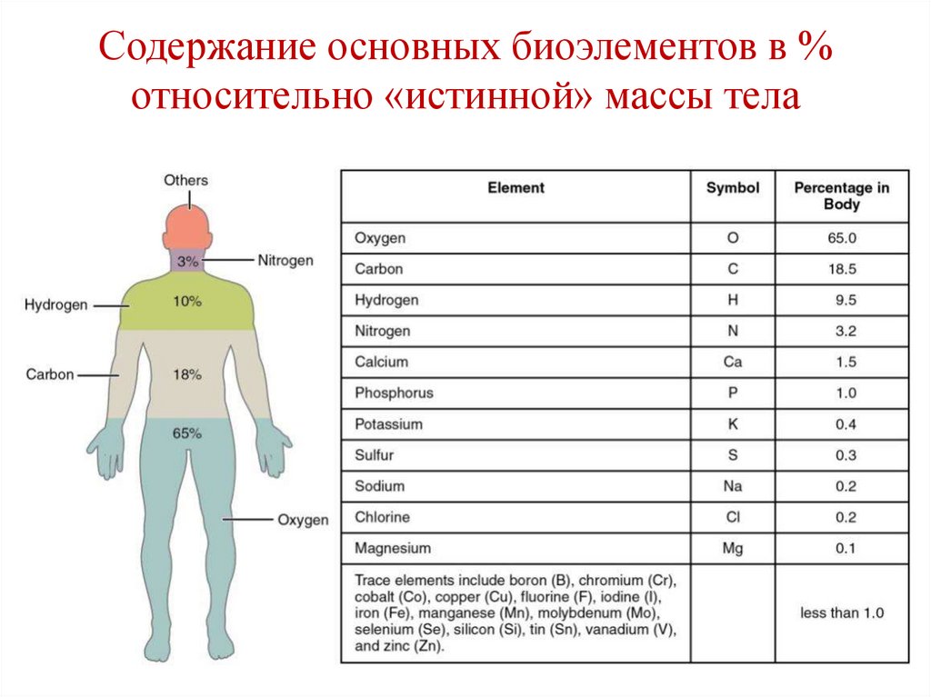 Содержание основных биоэлементов в % относительно «истинной» массы тела