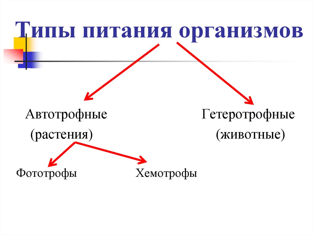 Типы питания организмов