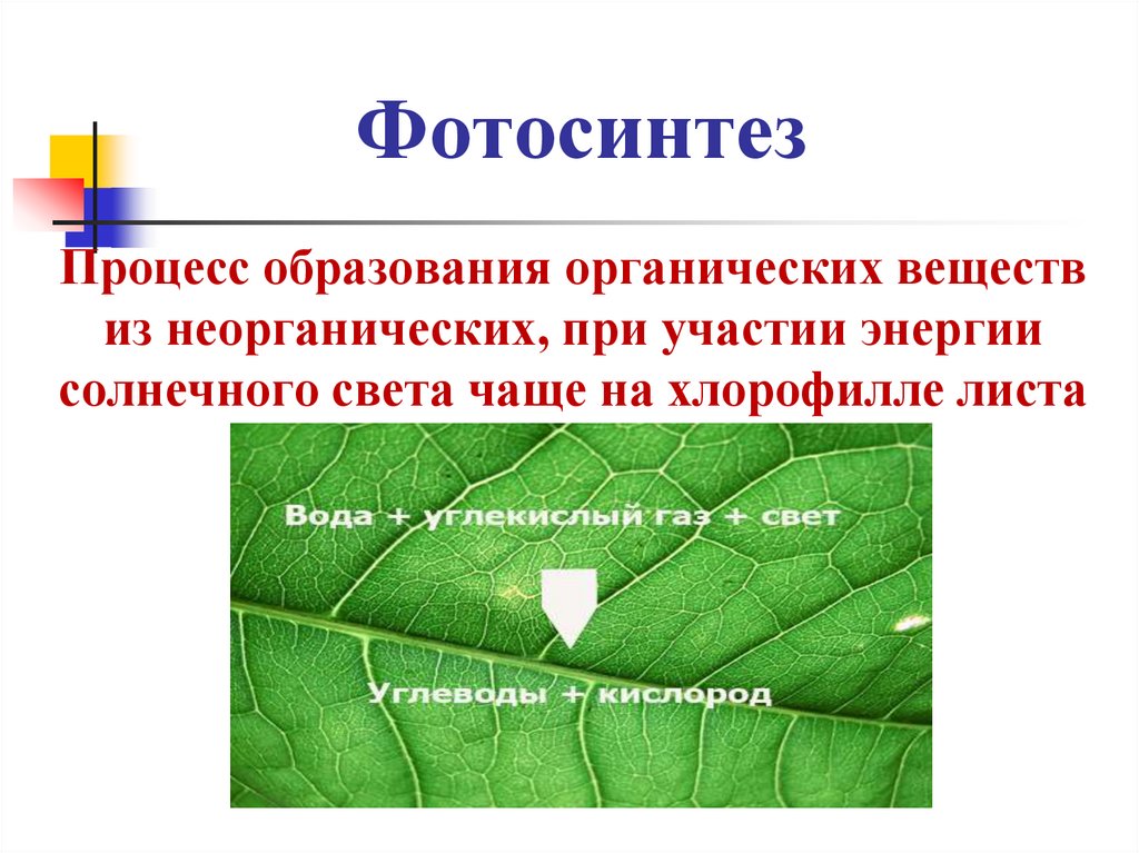 Фотосинтез