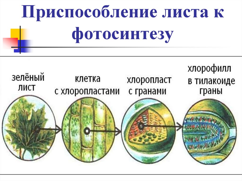 Приспособление листа к фотосинтезу