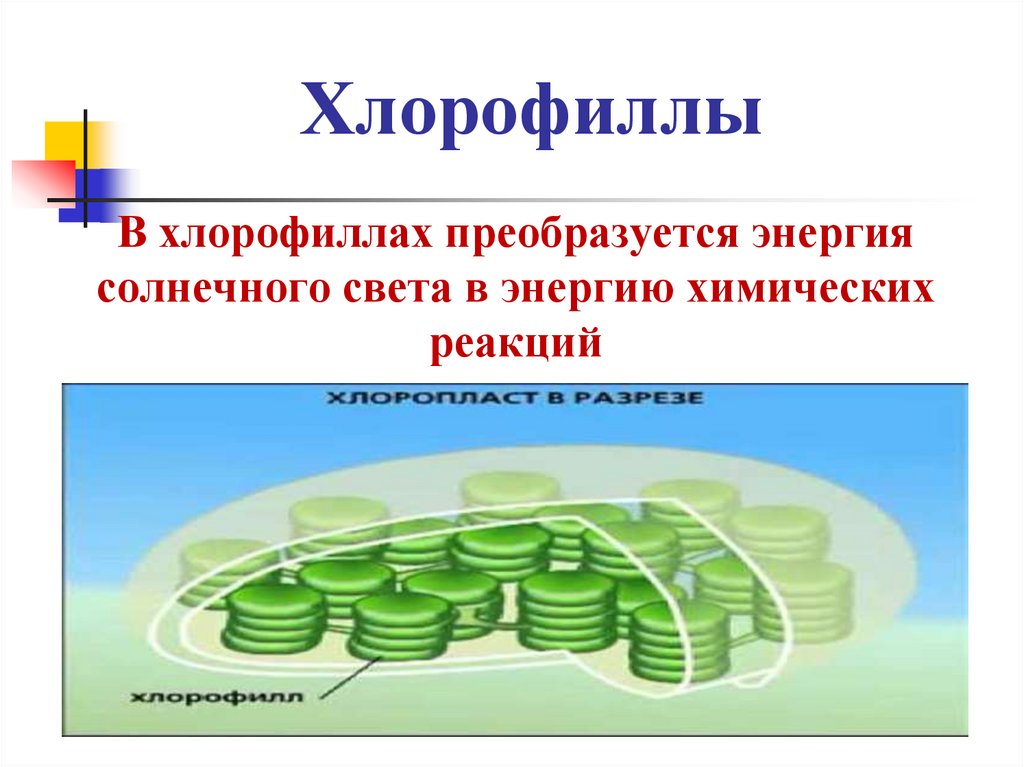 Хлорофиллы