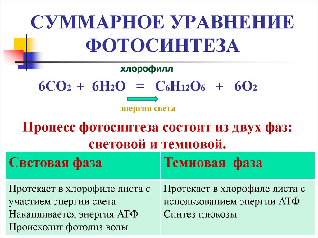 СУММАРНОЕ УРАВНЕНИЕ ФОТОСИНТЕЗА