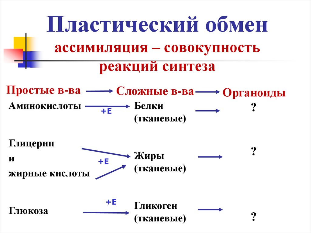 Пластический обмен ассимиляция – совокупность реакций синтеза