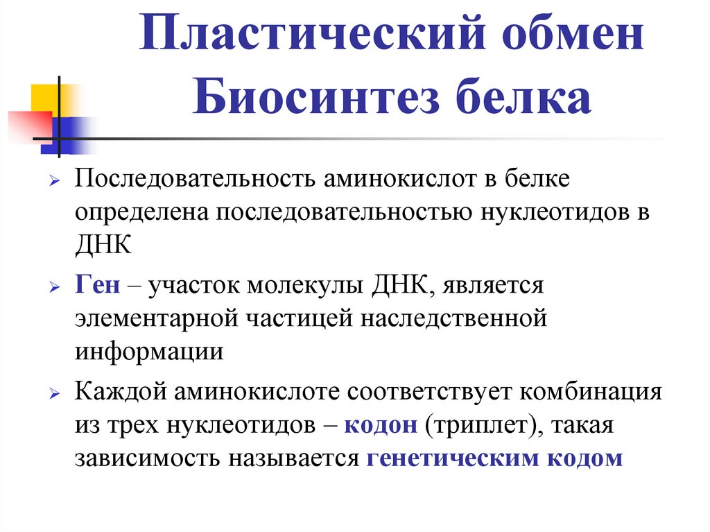 Пластический обмен Биосинтез белка