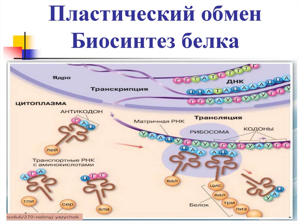 Пластический обмен Биосинтез белка