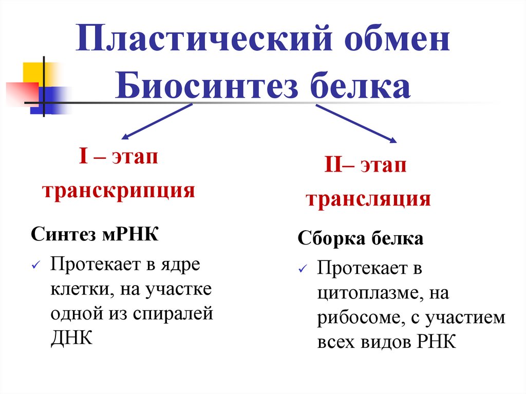 Пластический обмен Биосинтез белка