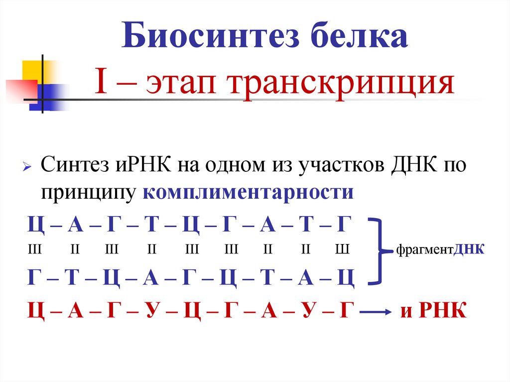 Биосинтез белка I – этап транскрипция