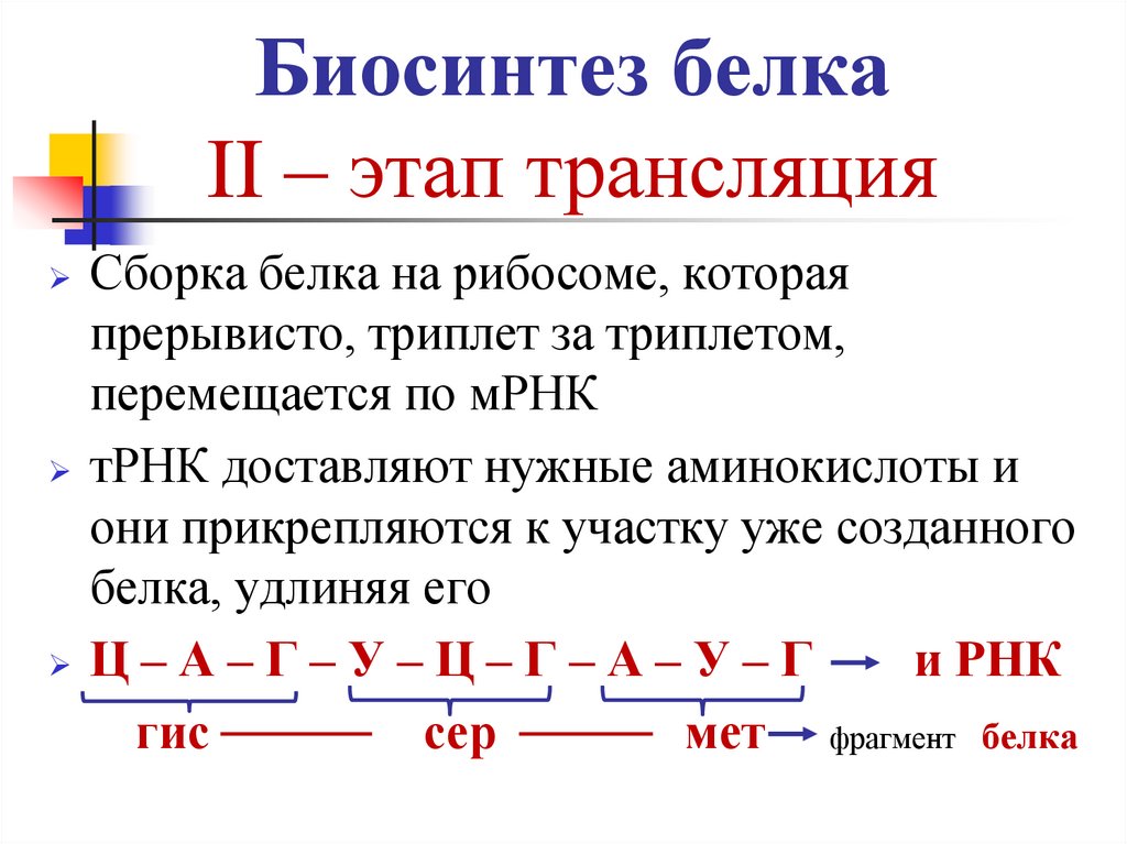 Биосинтез белка II – этап трансляция