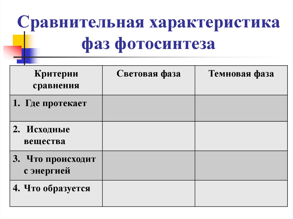 Сравнительная характеристика фаз фотосинтеза