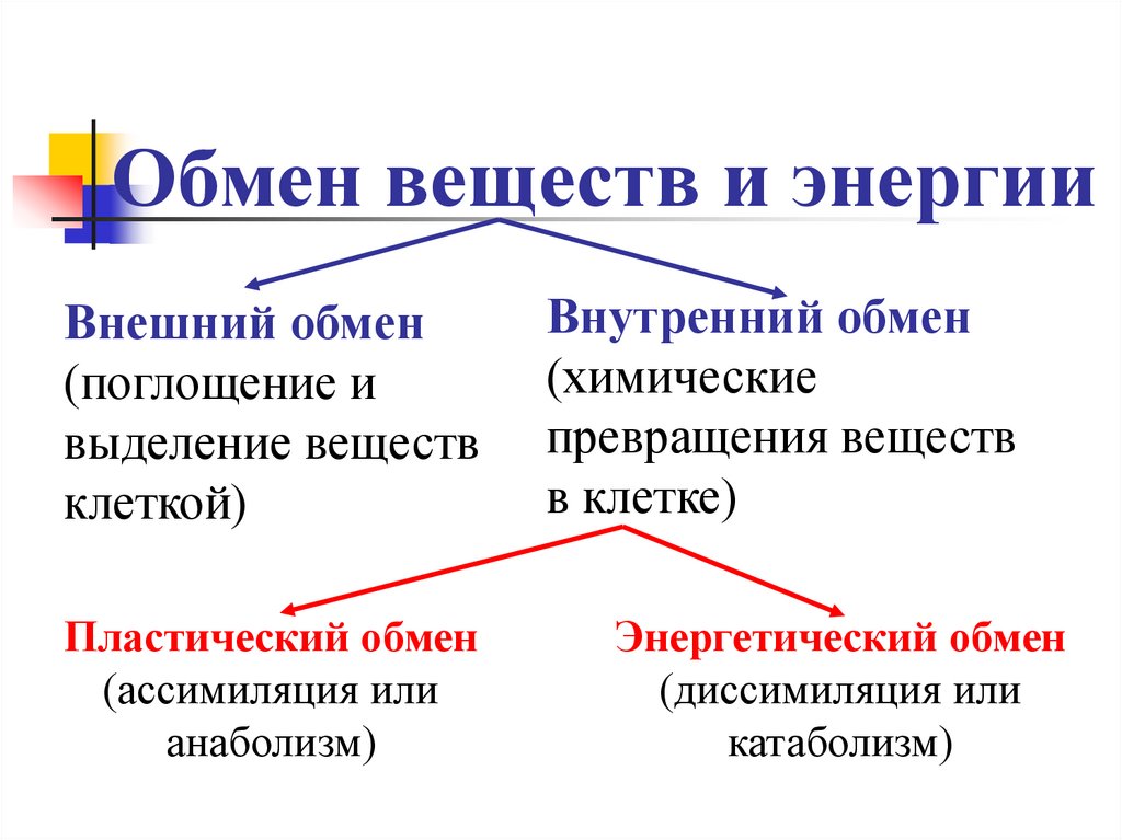 Обмен веществ и энергии