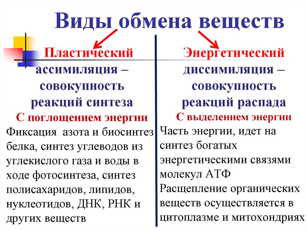 Виды обмена веществ