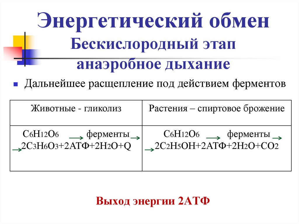 Энергетический обмен Бескислородный этап анаэробное дыхание