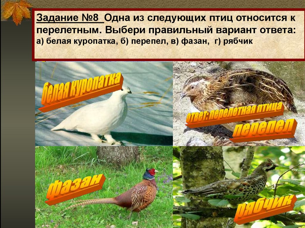 Задание №8 Одна из следующих птиц относится к перелетным. Выбери правильный вариант ответа: а) белая куропатка, б) перепел, в)