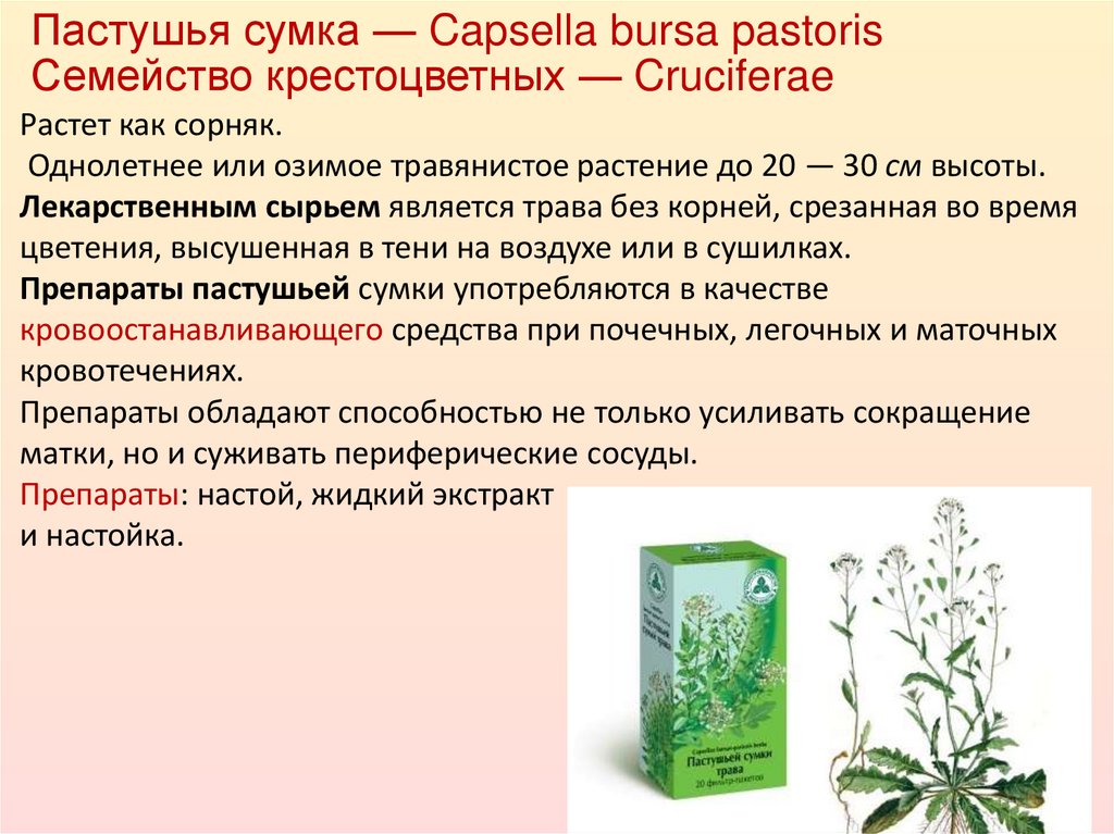 Пастушья сумка — Capsella bursa pastoris Семейство крестоцветных — Cruciferae