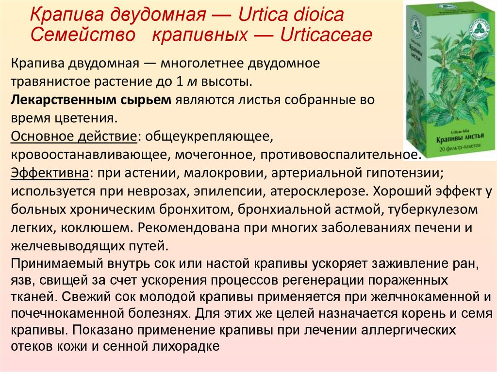 Крапива двудомная — Urtica dioica Семейство   крапивных — Urticaceae