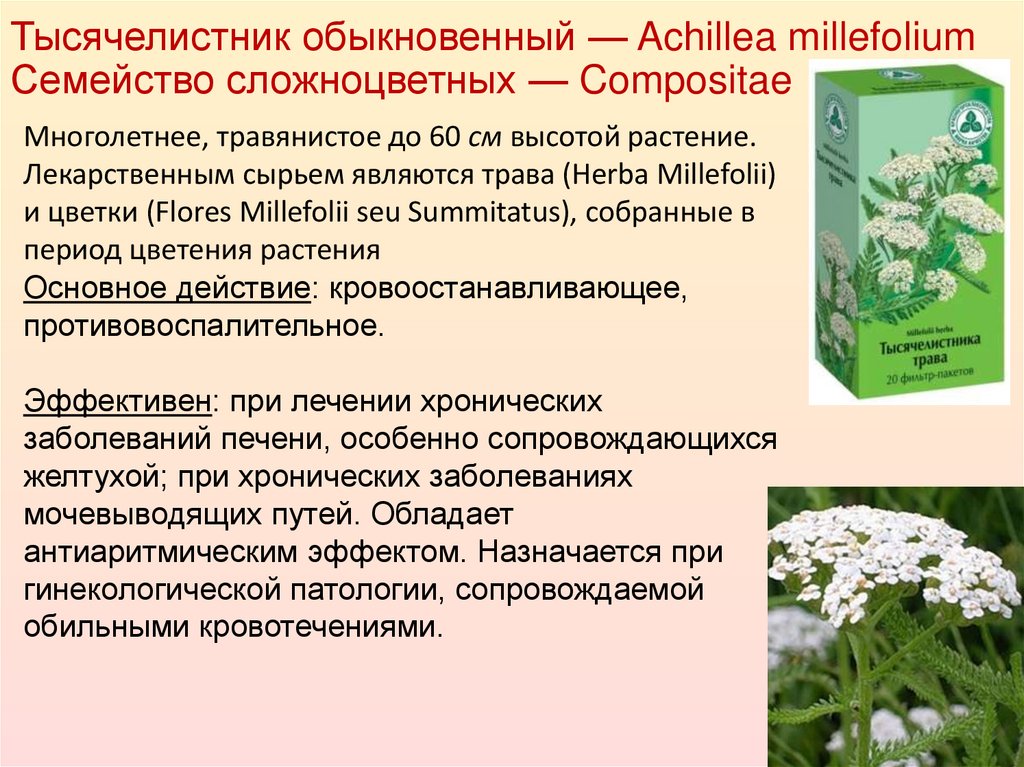 Тысячелистник обыкновенный — Achillea millefolium Семейство сложноцветных — Compositae