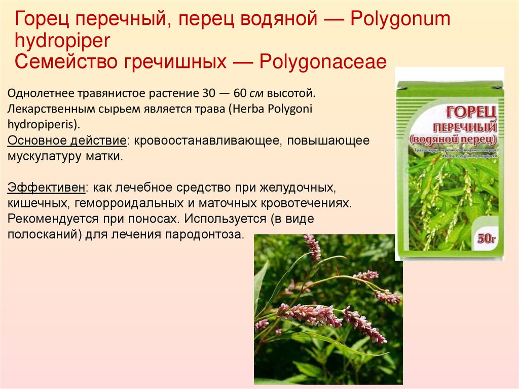 Горец перечный, перец водяной — Polygonum hydropiper Семейство гречишных — Polygonaceae