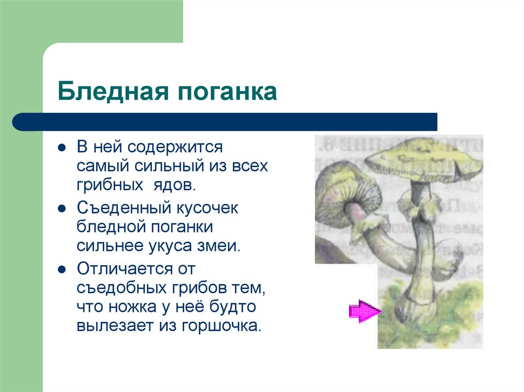 Бледная поганка