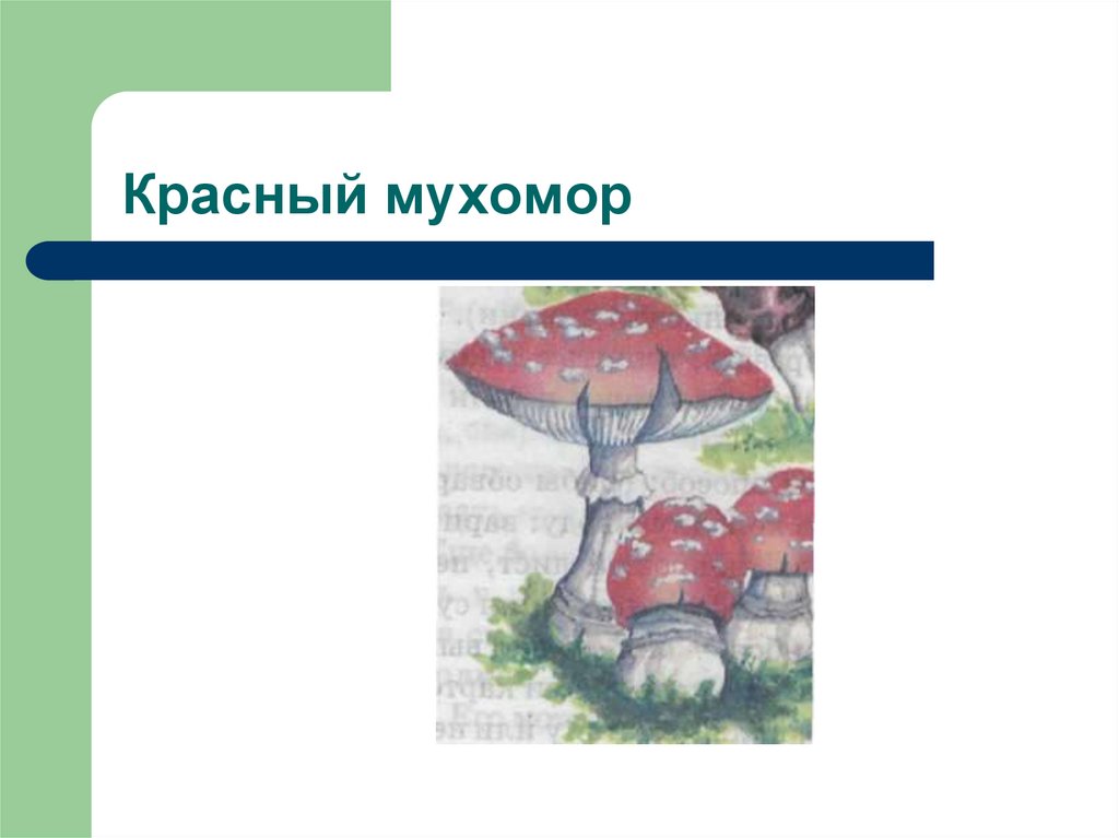 Красный мухомор