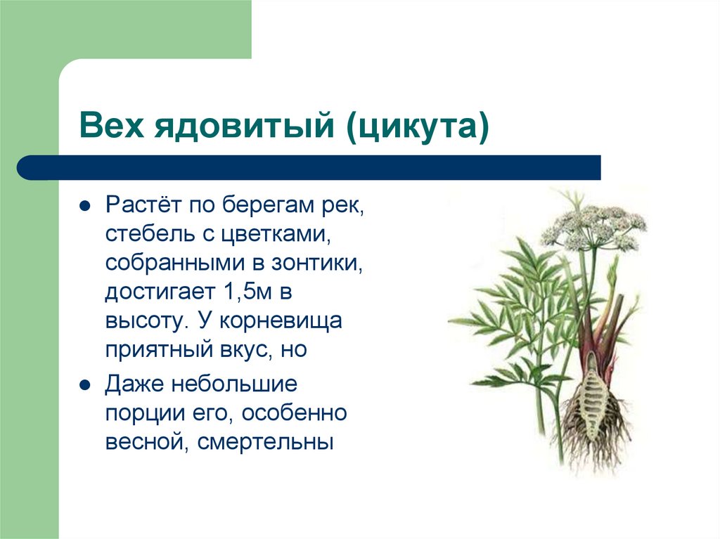 Вех ядовитый (цикута)