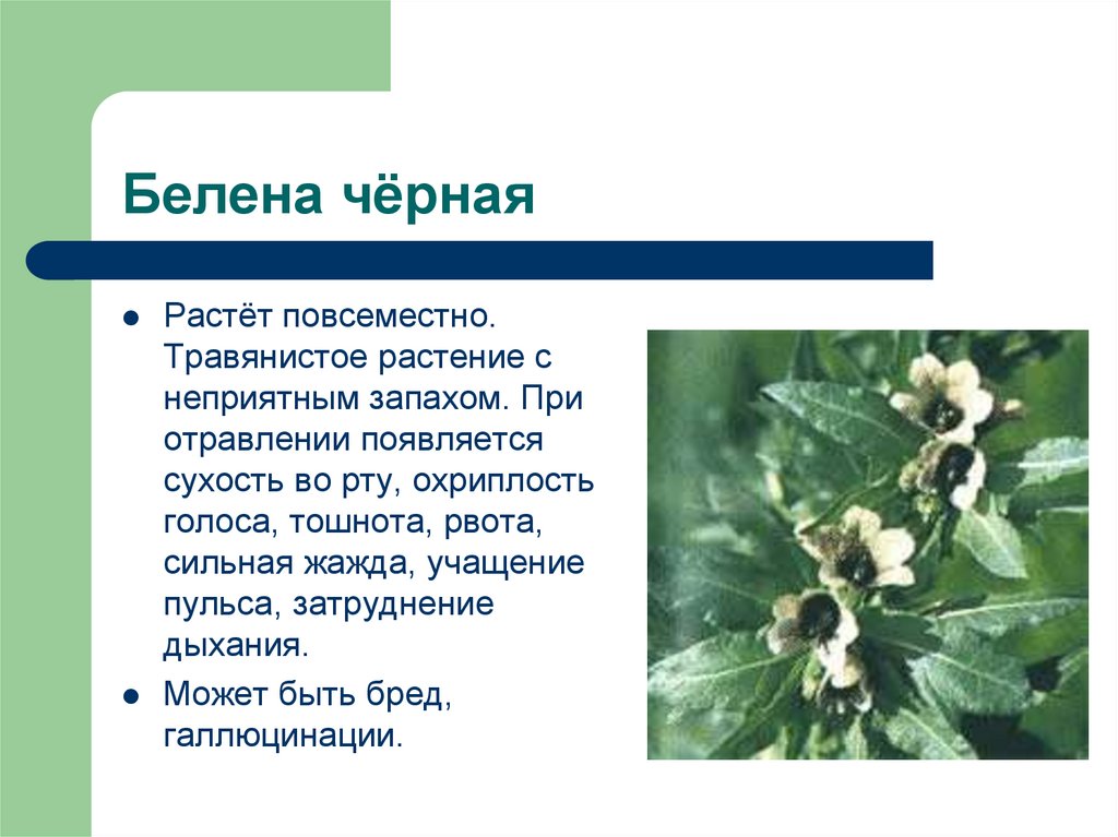 Белена чёрная