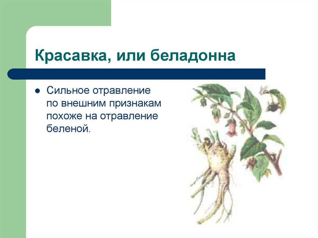 Красавка, или беладонна