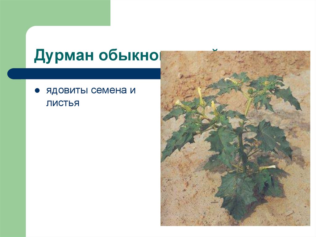 Дурман обыкновенный