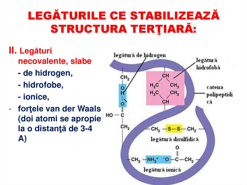 Formele fibrilară şi globulară ale structurii terţiare a proteinelor