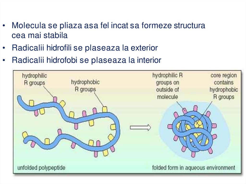 LEGĂTURILE CE STABILIZEAZĂ STRUCTURA TERŢIARĂ: