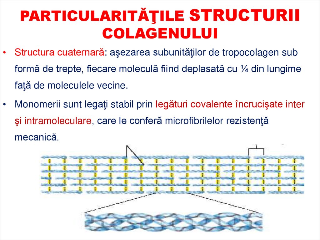 PARTICULARITĂŢILE STRUCTURII SECUNDARE: