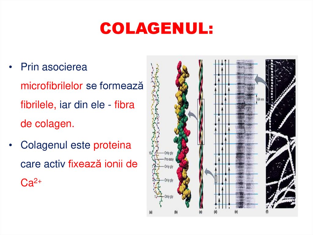 PARTICULARITĂŢILE STRUCTURII COLAGENULUI (III)‏