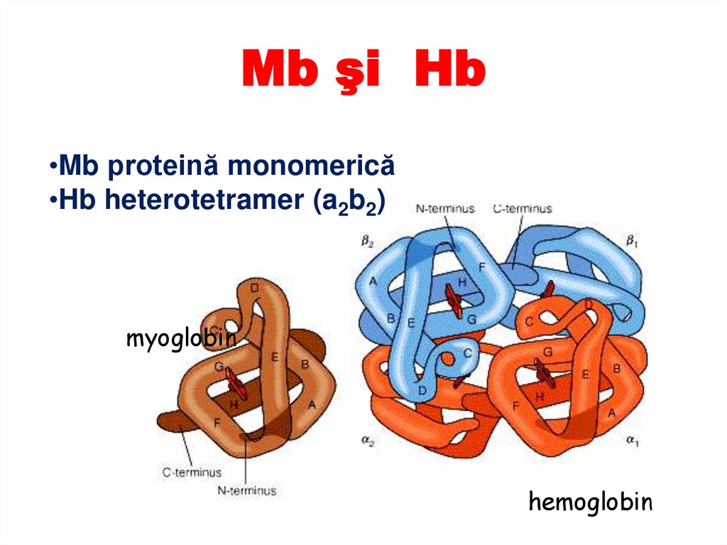 CROMOPROTEINELE – compuse din proteină şi partea neproteică colorată.