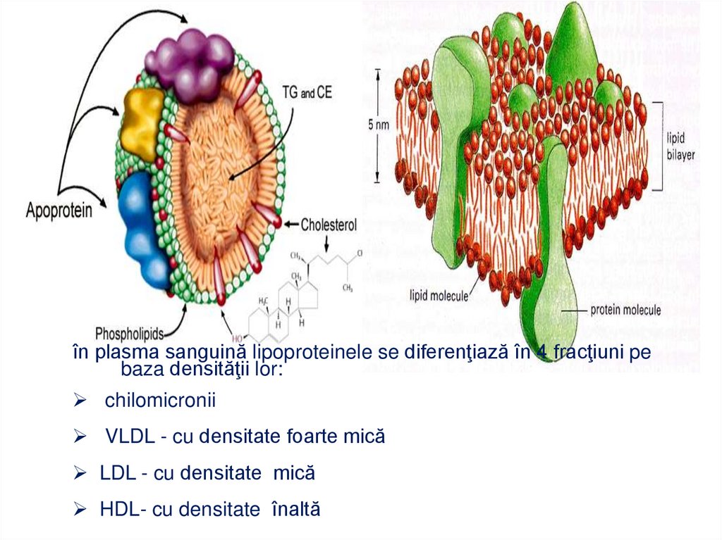 FOSFOPROTEINELE: P + acidul fosforic (legate prin legături esterice- de hidroxiaminoacizi Ser, Tre )