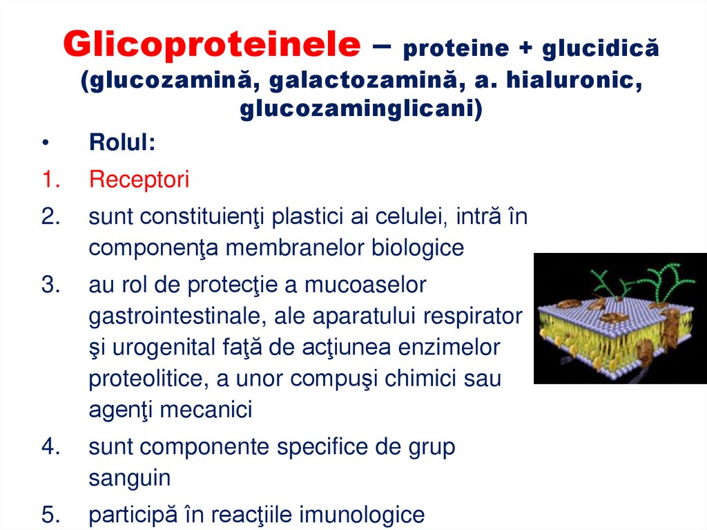 LIPOPROTEINE - proteine + lipide (fosfolipide, acizi graşi liberi, colesterol)