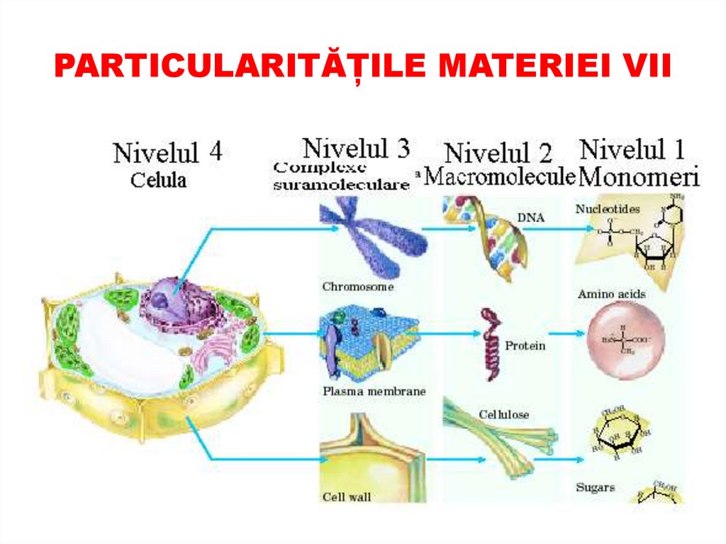 PARTICULARITĂȚILE MATERIEI VII