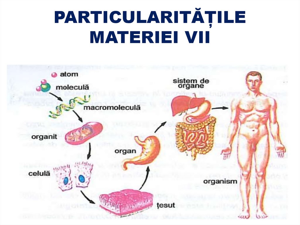 PARTICULARITĂȚILE MATERIEI VII