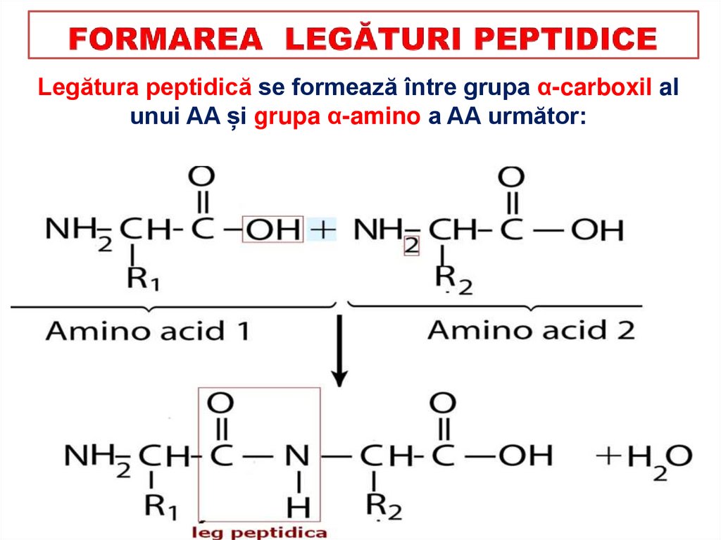 STRUCTURA PROTEINELOR
