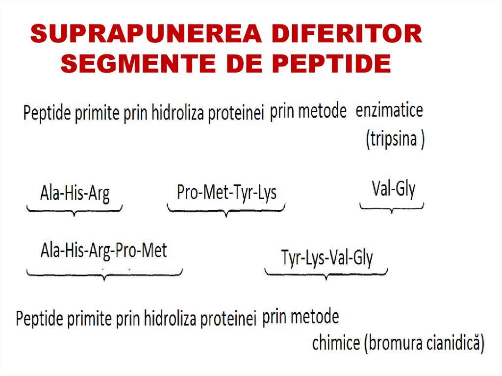 Principiile de descifrare a succesiunii AA-etapele: