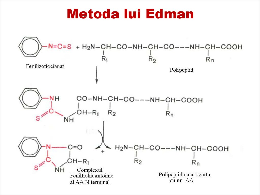 SUPRAPUNEREA DIFERITOR SEGMENTE DE PEPTIDE