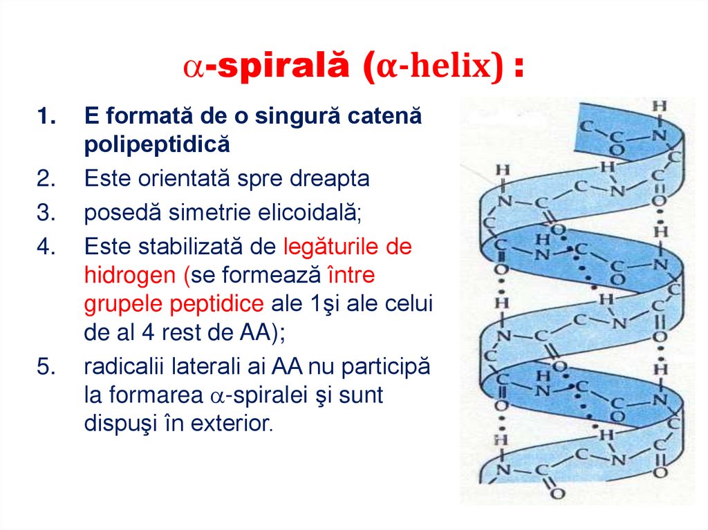 STRUCTURA SECUNDARĂ