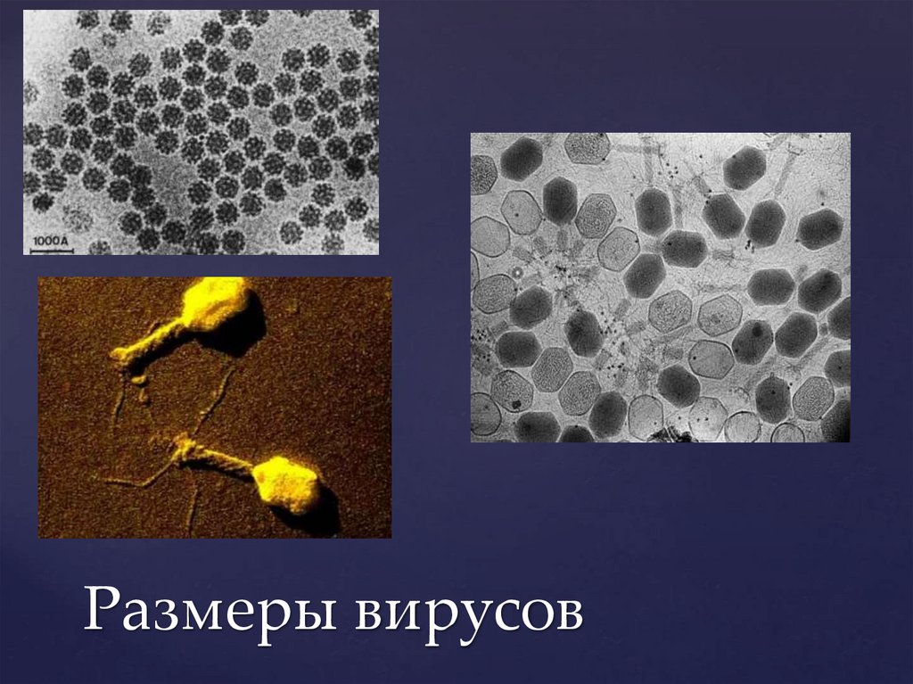 Размеры вирусов